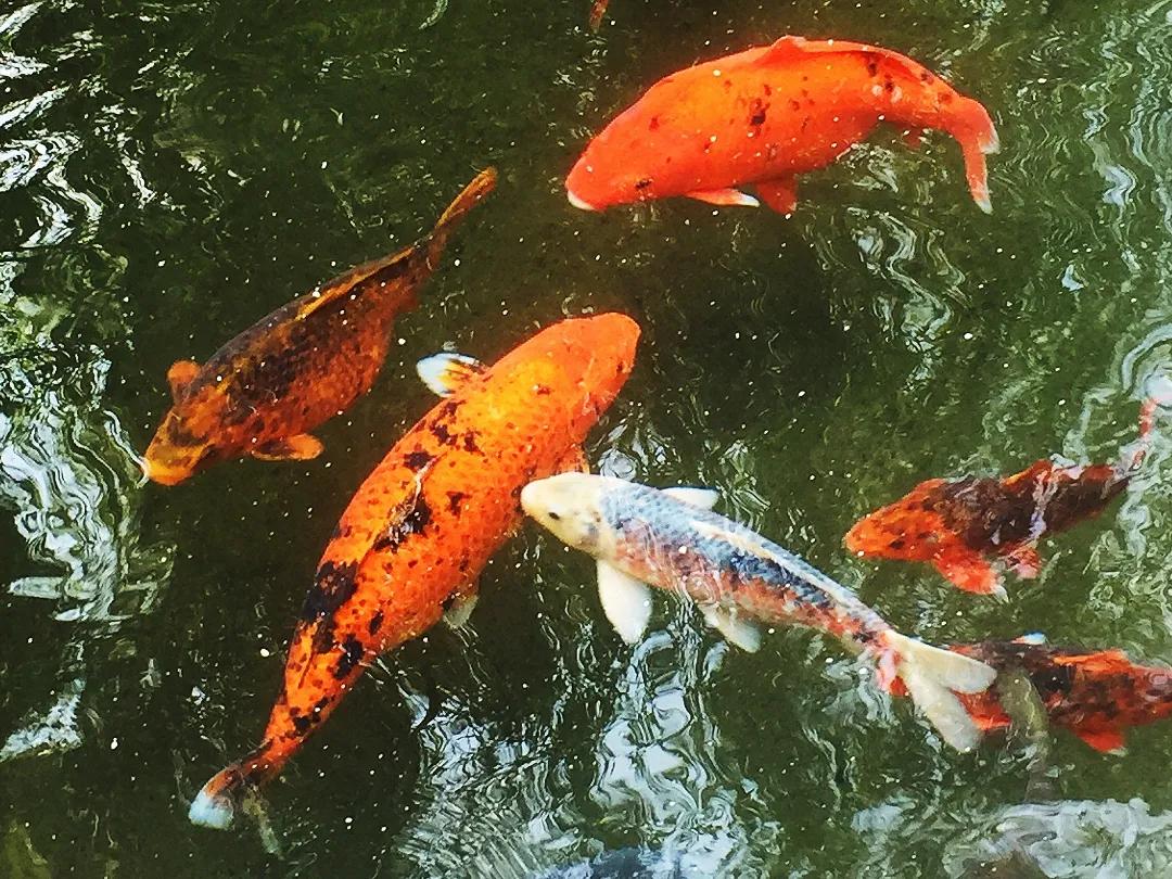 济南夜晚最美网红打卡地,济南周末好去处网红打卡点