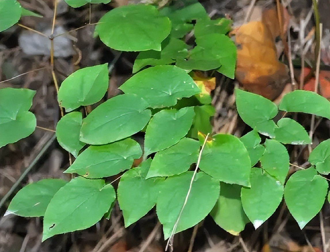 野生草药淫羊藿,地道特色药材淫羊藿