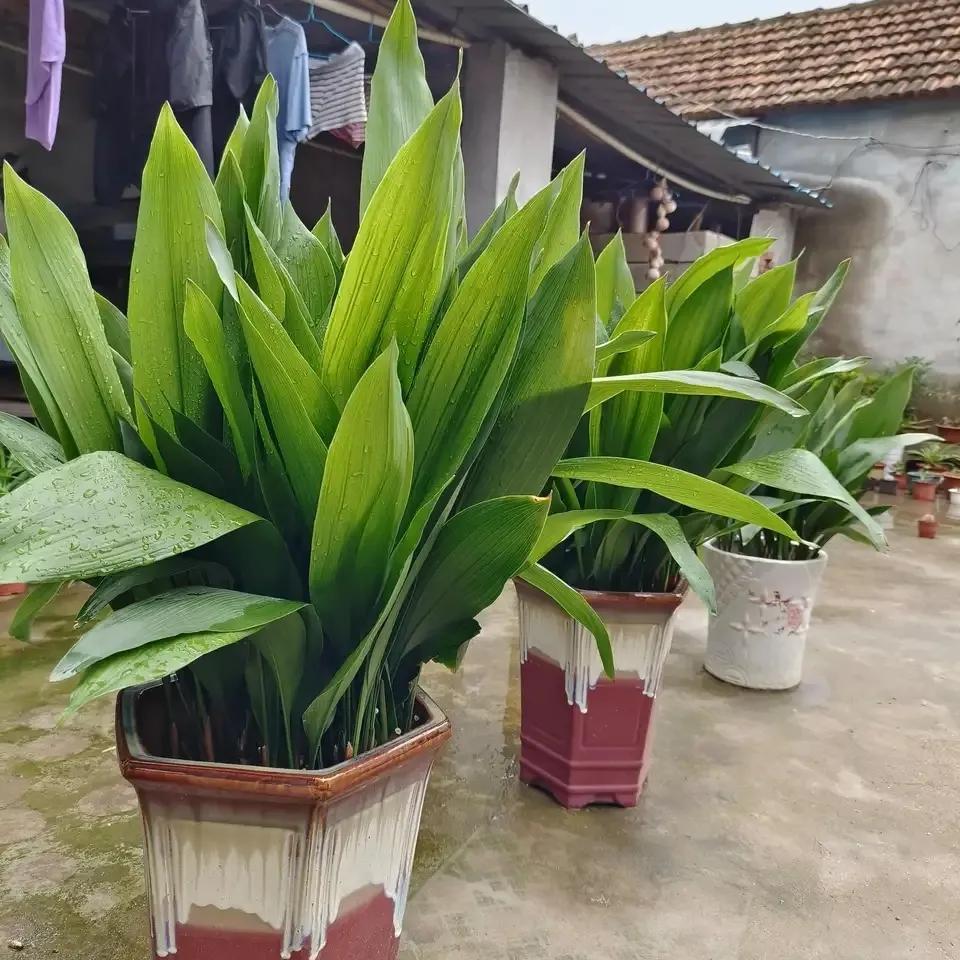 室内净化空气除甲醛最好养什么花,什么花净化空气除甲醛最好