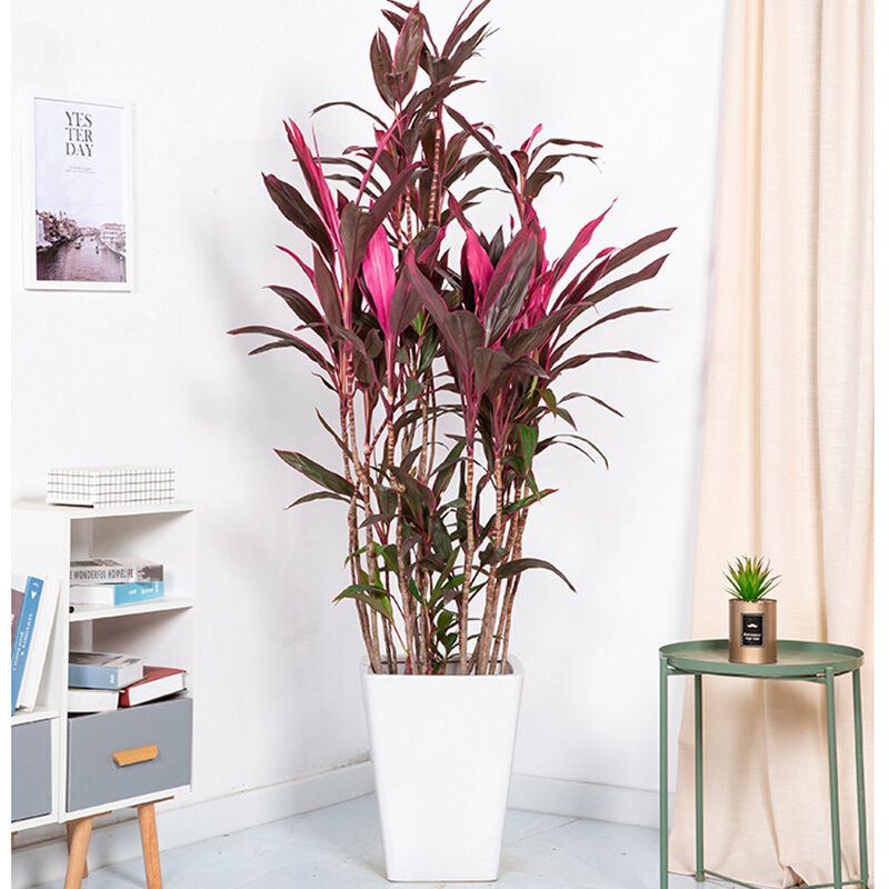 客厅好看的观赏花,小清新唯美油画花