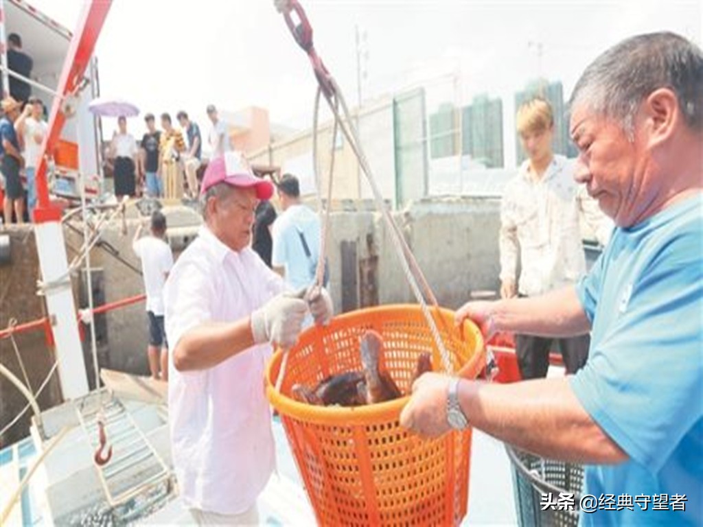 台湾石斑鱼进口对大陆什么影响,台湾石斑鱼禁售原因