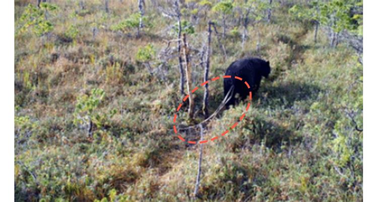 福寿螺和田螺的测试,如何区分福寿螺和田螺的区别
