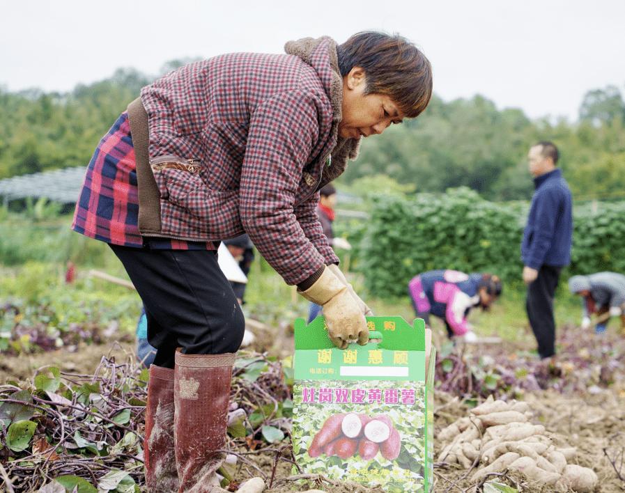 红薯怎么种才能高产用什么样肥料,雨季红薯旺长