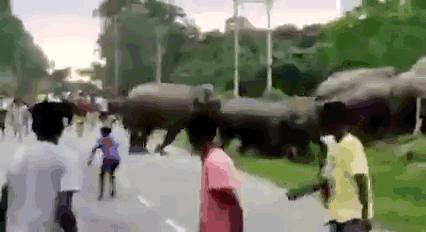 印度男子被大象追杀，又是戳又是拖，人象大战10年双方死亡差不多