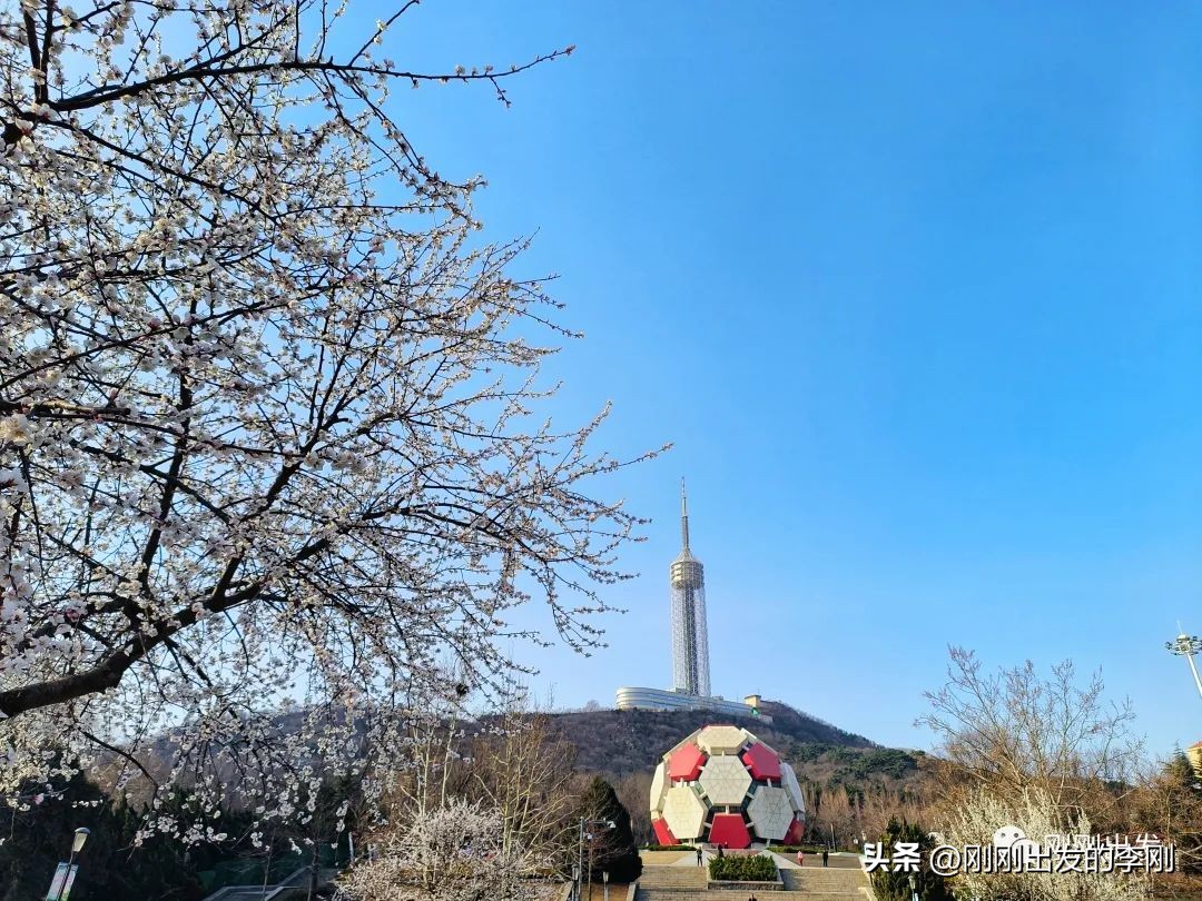 去大连看桃花是在几月份,大连哪里适合看金丝桃花