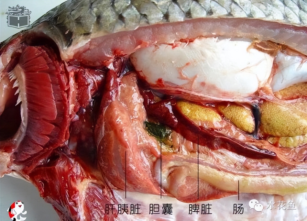 鱼的内部器官构造,鱼类的器官特征