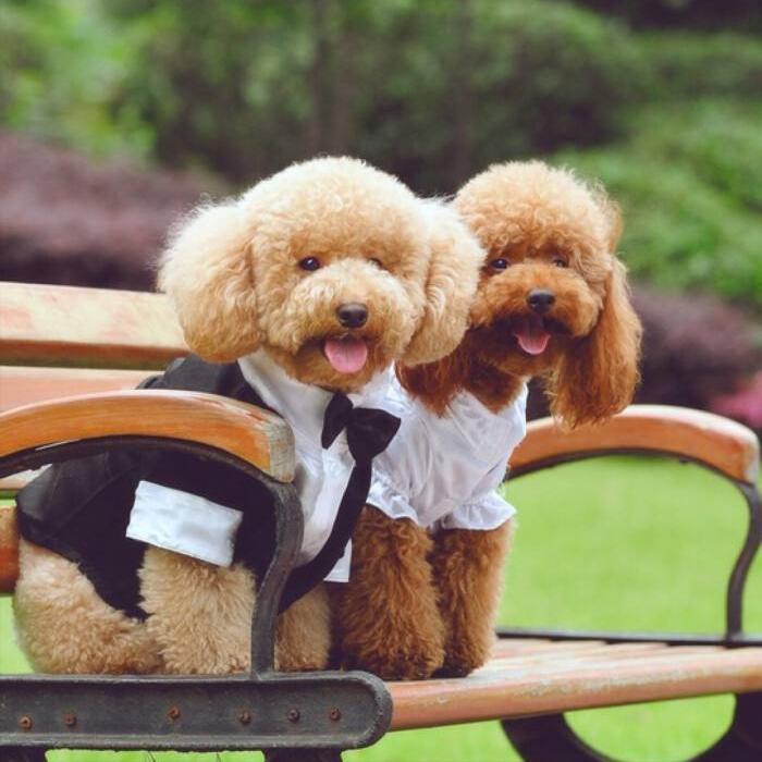 最不臭的狗,什么宠物狗不臭好养