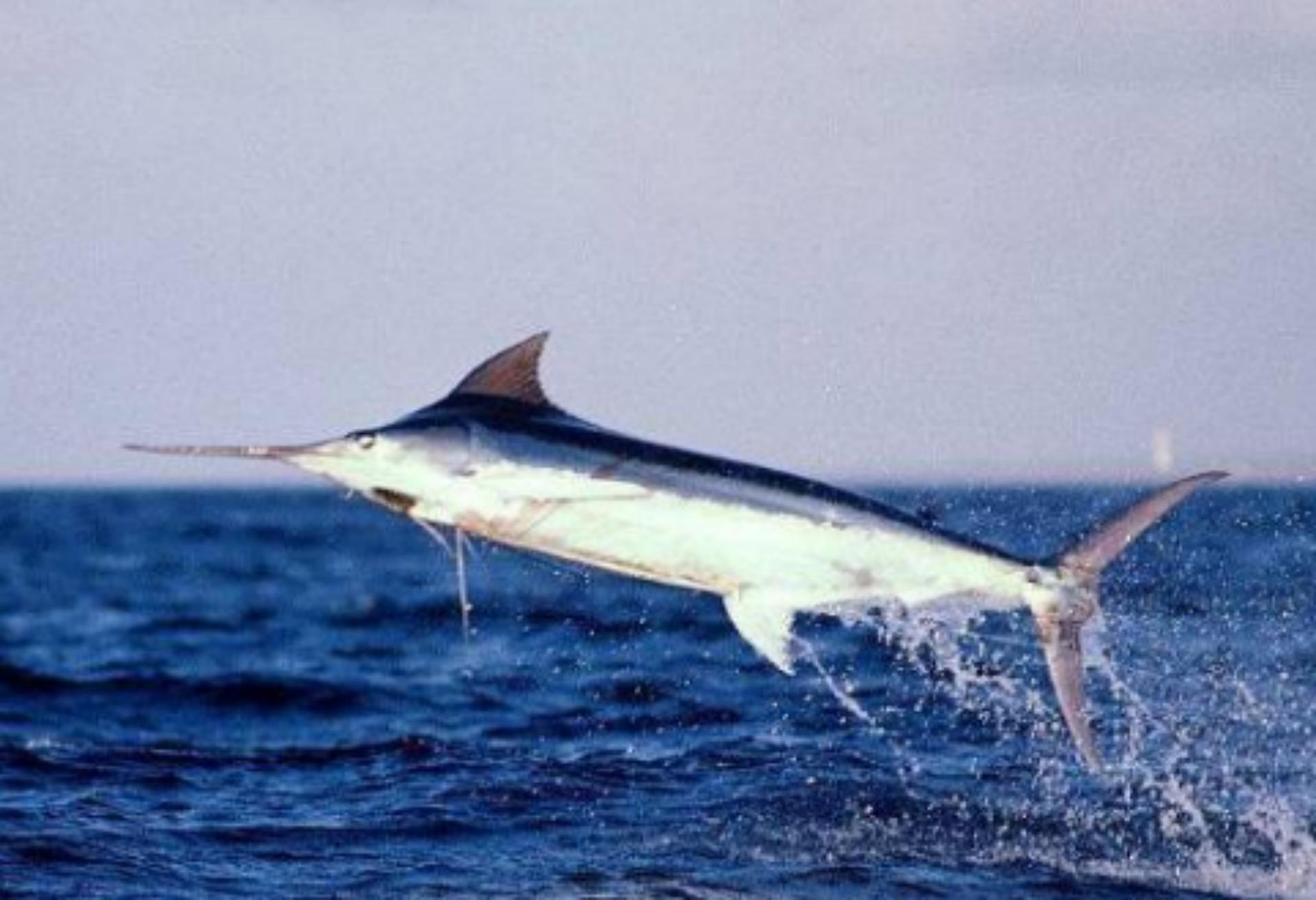 2021年非洲渔民捕到一条3.5米长巨鱼，卖出1910万，真是一本万利