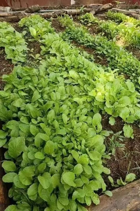 绿美太邑蔬香校园