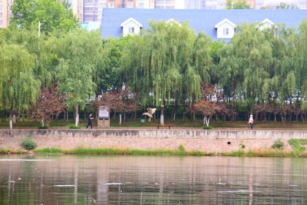 白鹭洲露营基地,白鹭湖免费露营营地