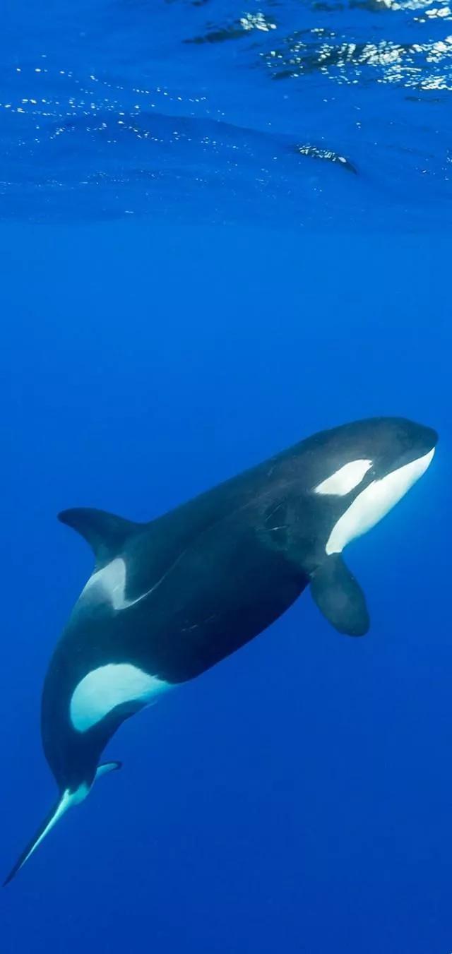 海底世界高清大图壁纸,手机动态海底世界鱼壁纸