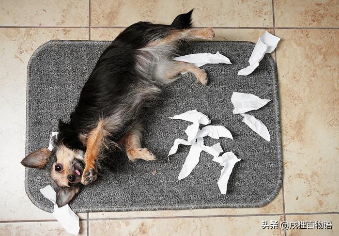 狗狗误食爆炸钩,危险狗狗