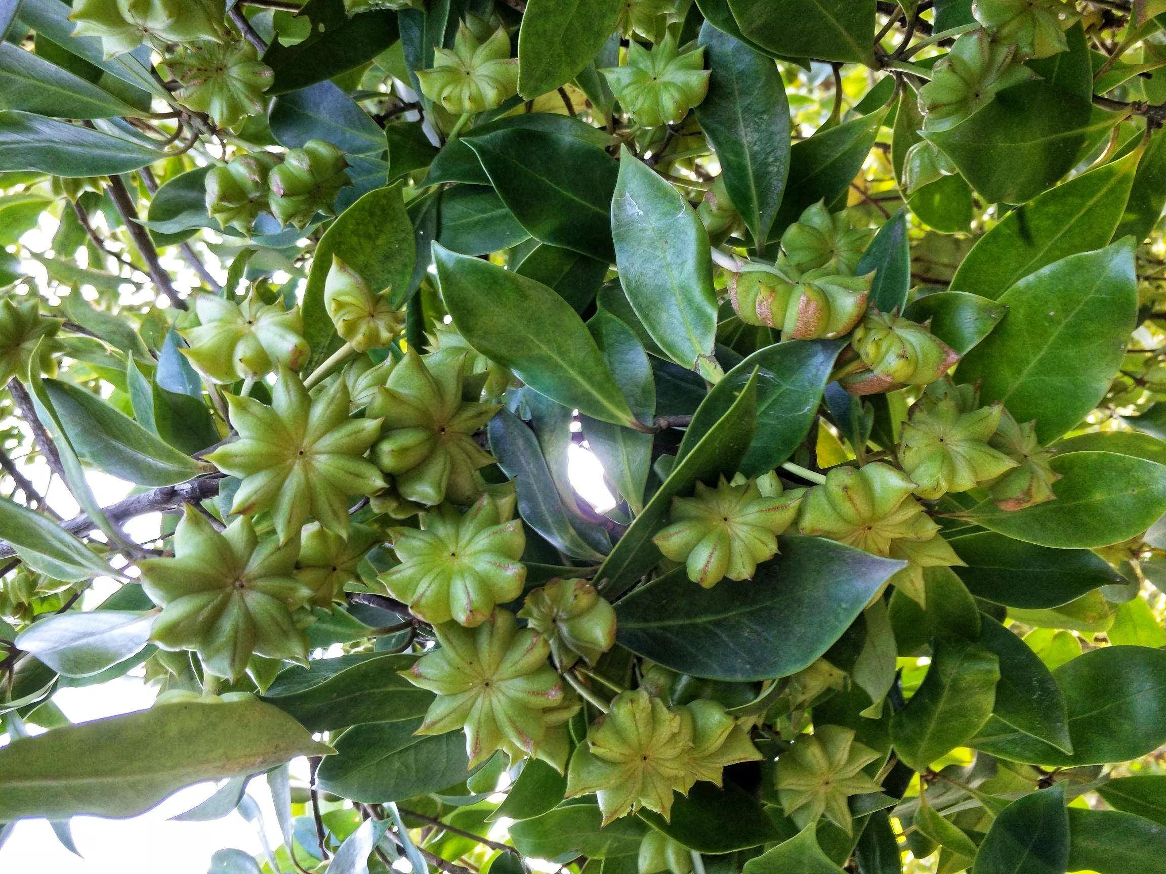 八角什么菜都可以放吗,八角哪些菜不能放