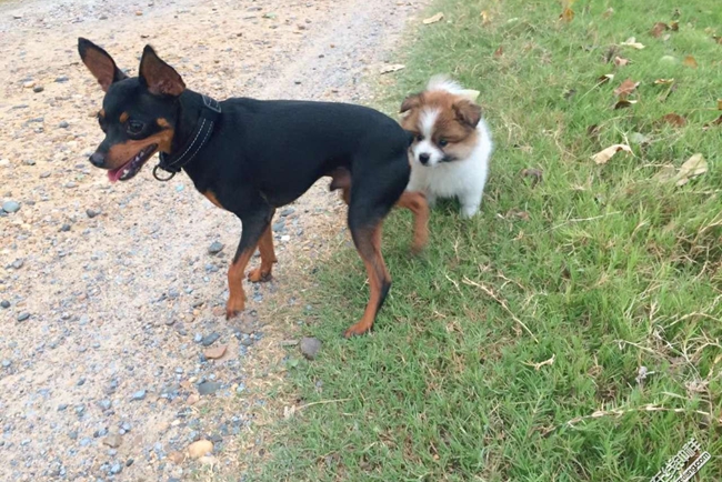 小鹿犬为什么老是喜欢站起来,小鹿犬为什么爱睡觉