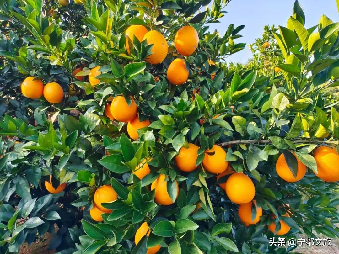 宁都是个好地方完整版,宁都是个好地方是谁说的