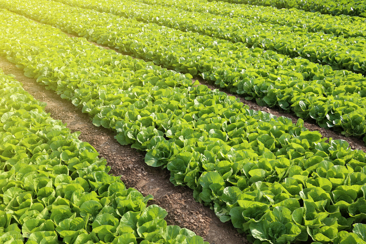 月入5万的10个赚钱点子,农村一年赚50万的赚钱秘诀