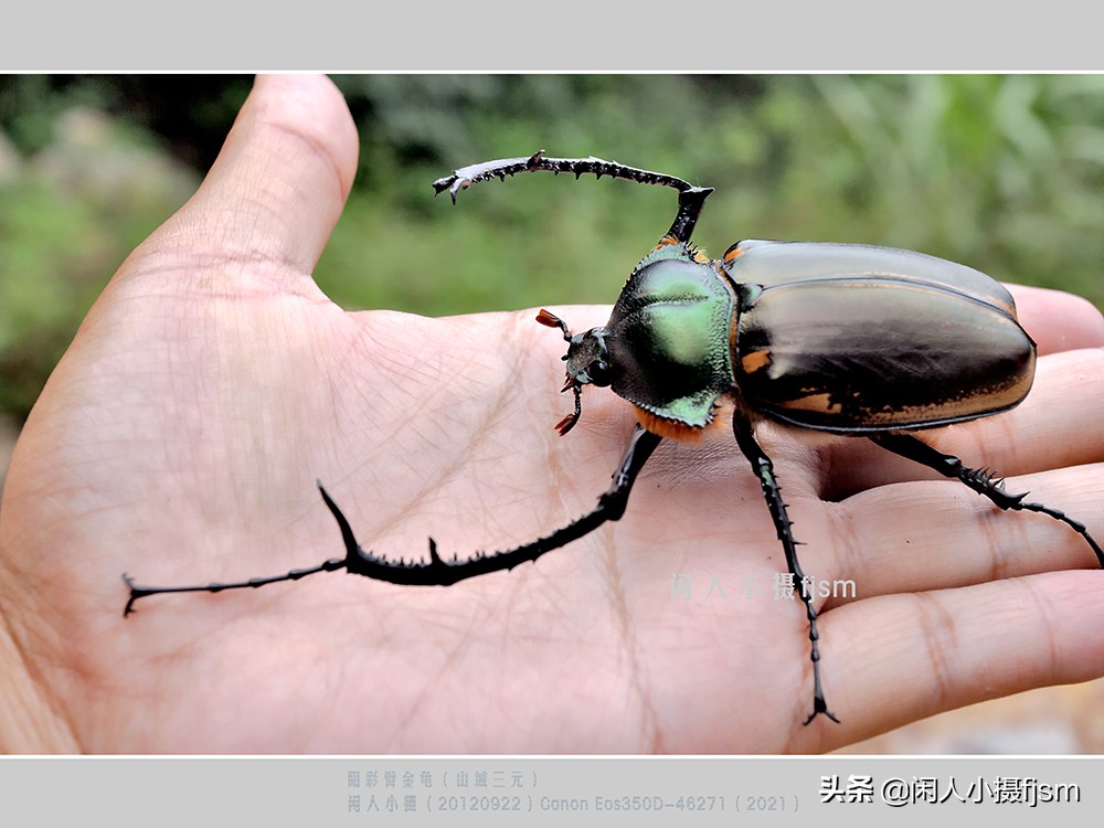 近距离拍摄昆虫小动物,常见昆虫微距摄影活动