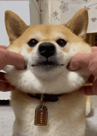 养什么狗出门很拉风,适合出门拉风的狗