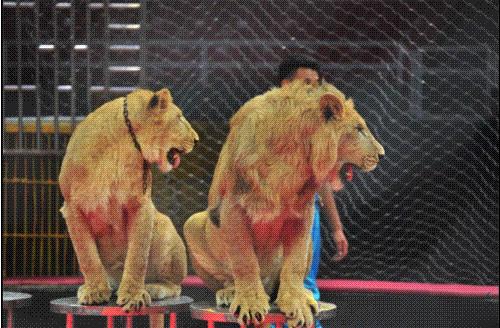 国际马戏小丑嘉年华天津,马戏小丑嘉年华怎么样