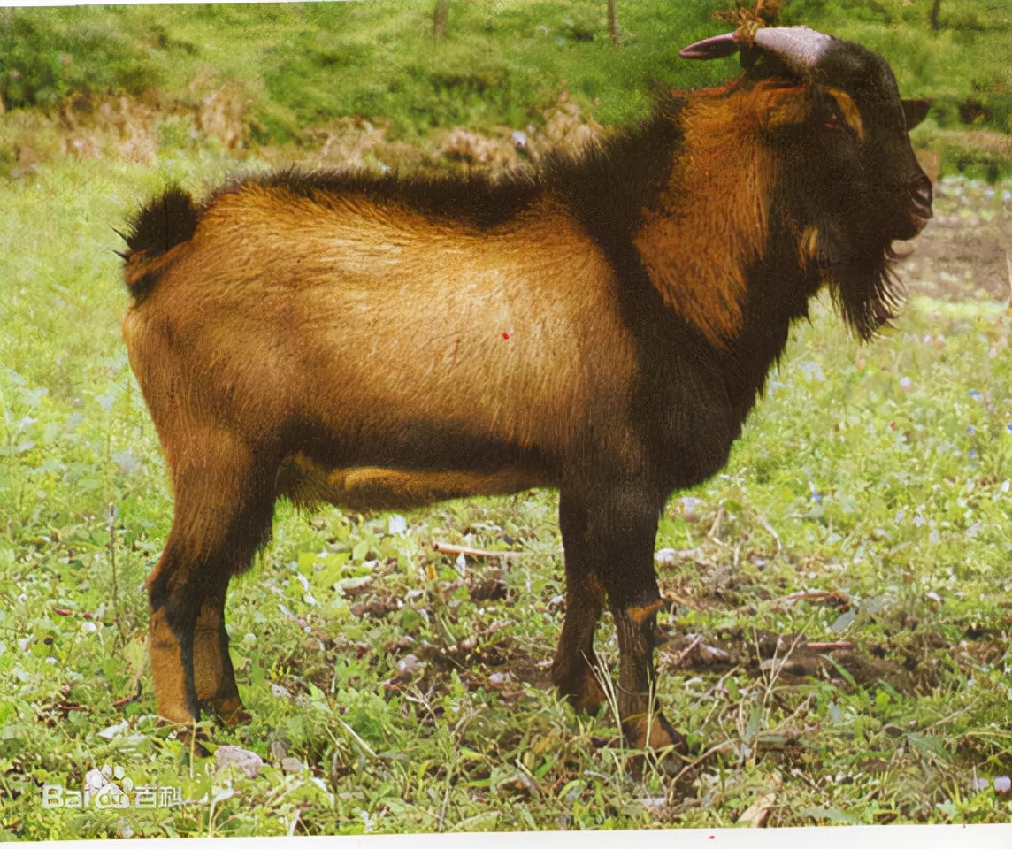 简单的羊肉萝卜汤做法,羊肉怎样炖萝卜汤去膻味