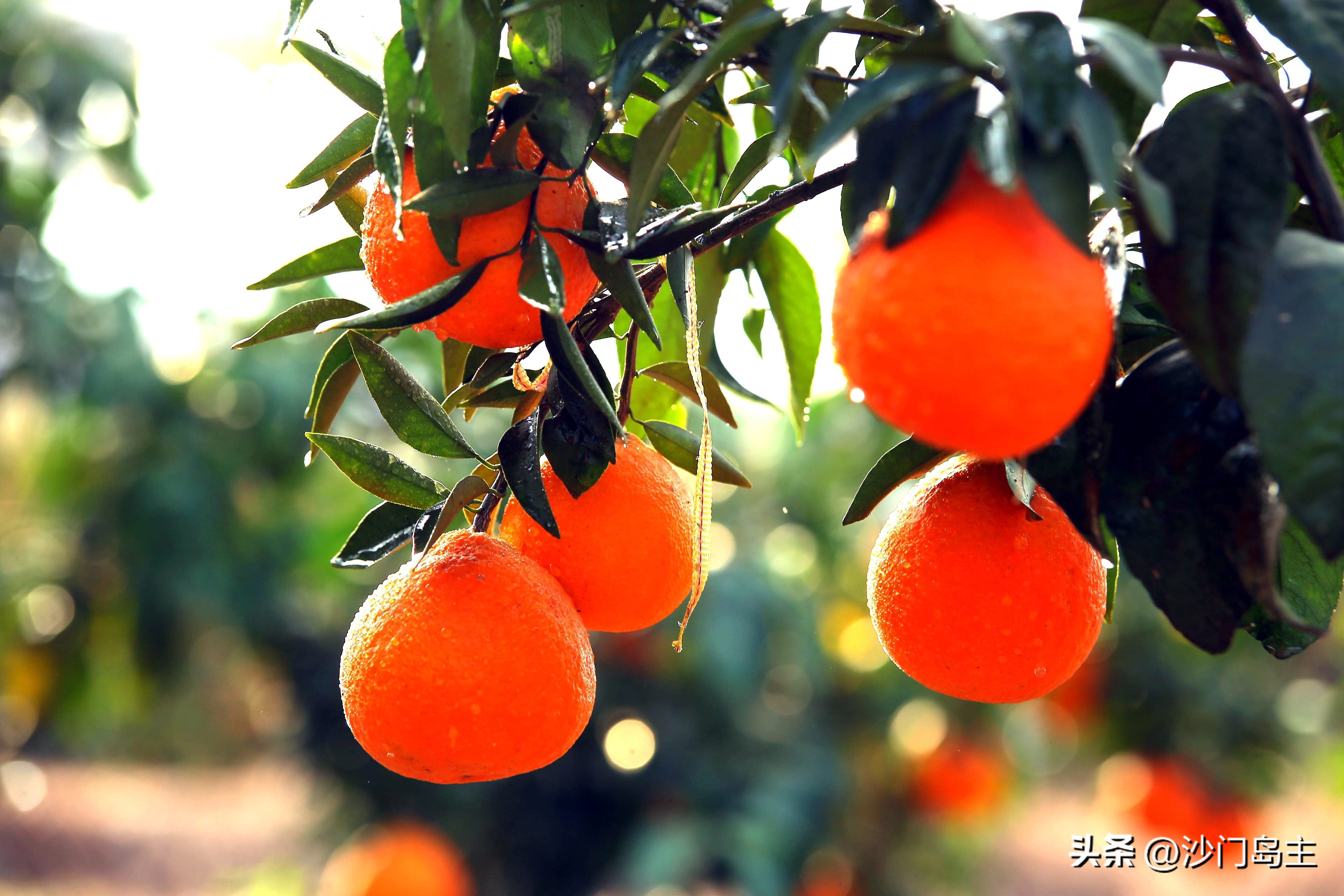 手倦抛书午梦长——2023年6月份的读书报告