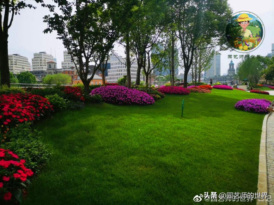 疏林草地的作用,疏林草地效果图