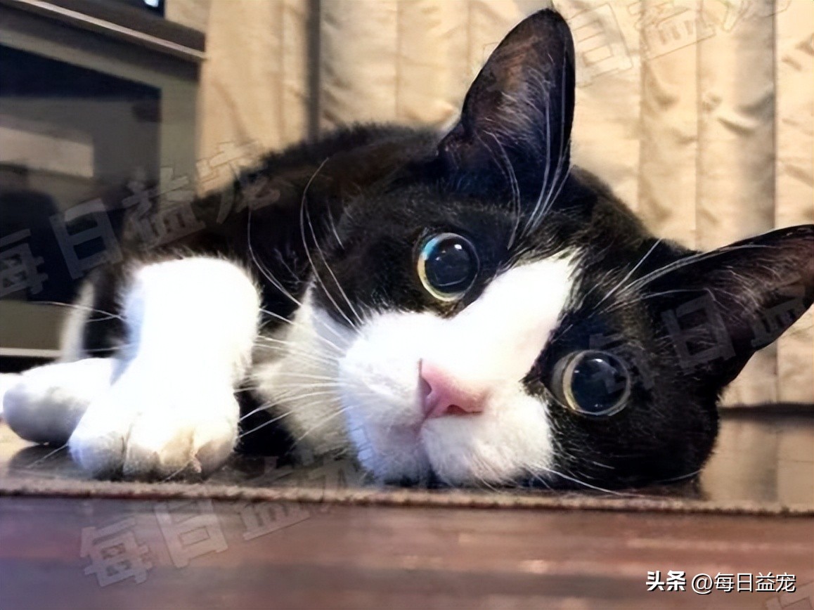 中华田园猫常见猫颜色和品种,中华田园猫最稀有的猫品种