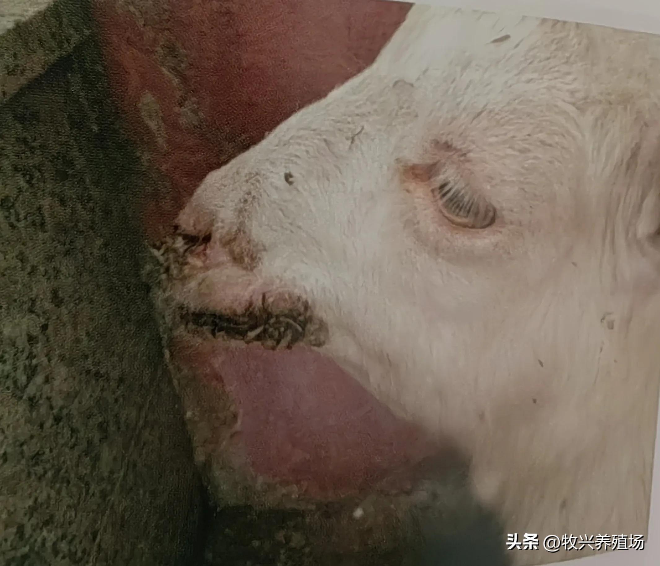 羊传染性脓疱病,羊传染性脓疱病流行特点是什么