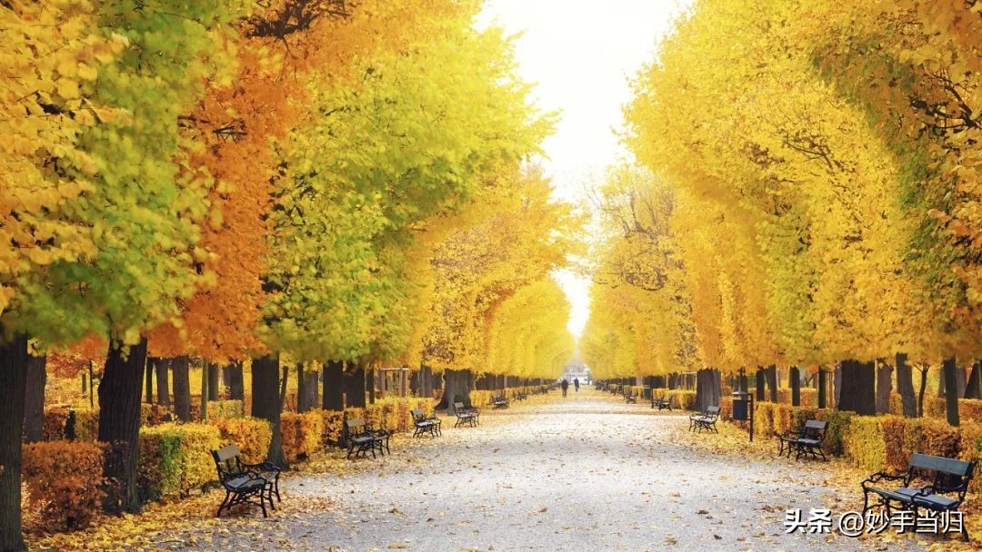 二十四节气白露为什么叫白露,白露节气与中医