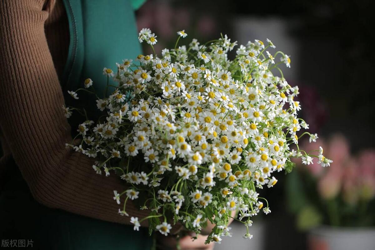 洋甘菊摆家里,家里放几盆清香木盆栽