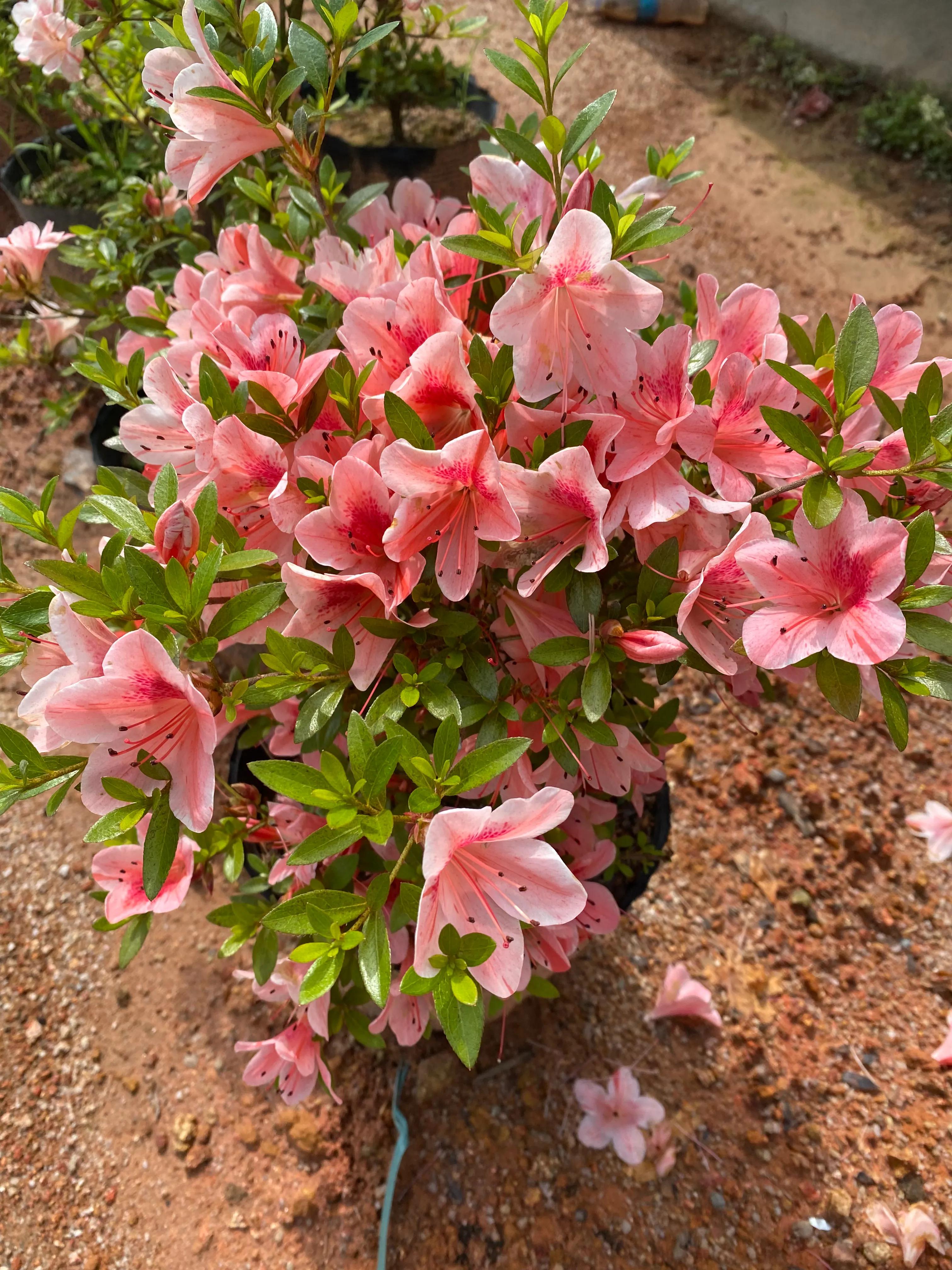皋月杜鹃花图片大全,皋月杜鹃新品种视频