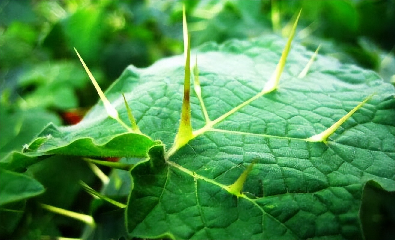 两面针的根能治牙疼吗,两面针治牙疼