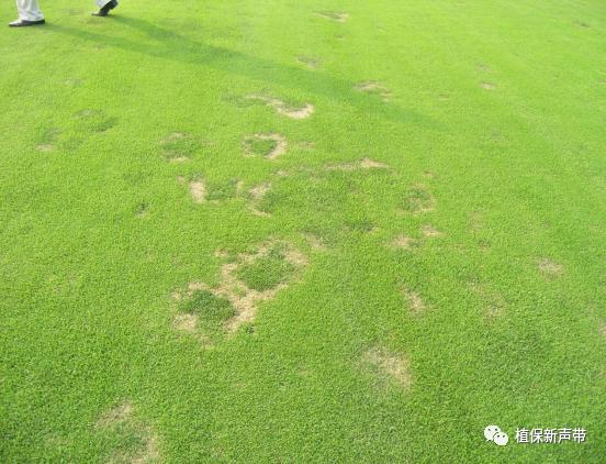 草坪锈病的病害预测及防治策略,草坪病害识别与防治