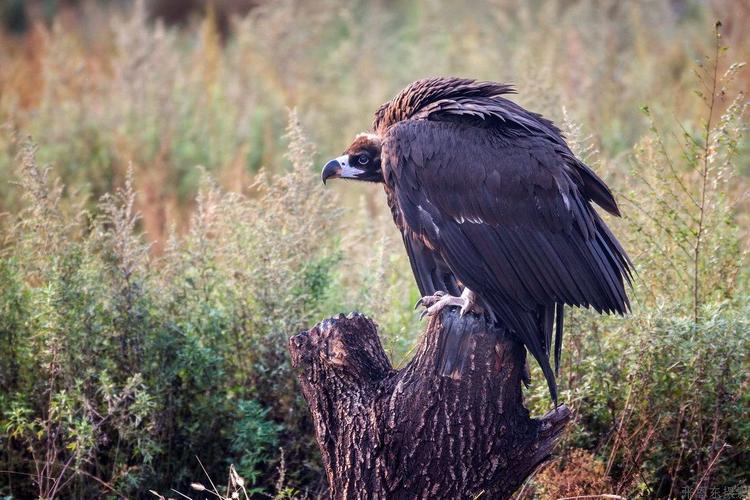 河北出现大鸟喜鹊追随,河北上空惊现大鸟原视频