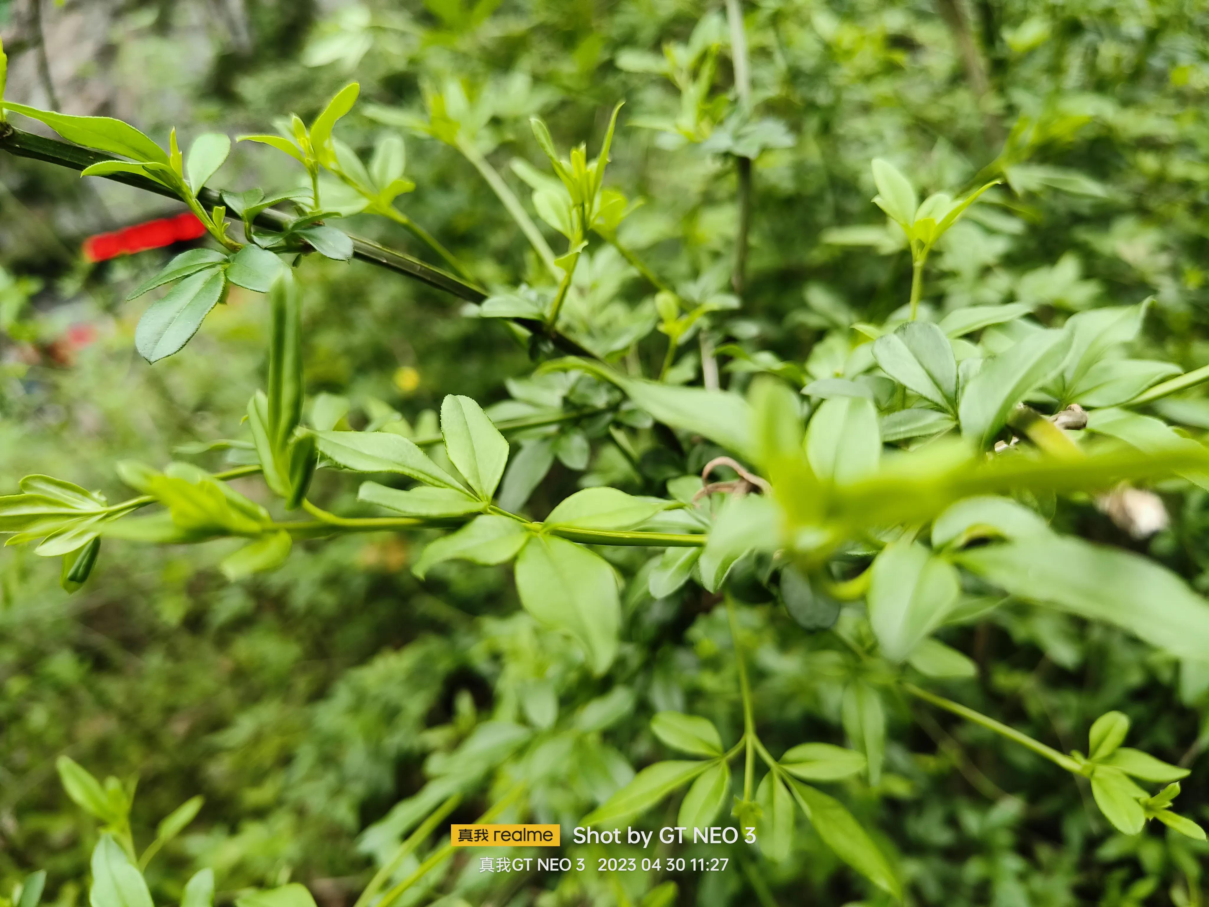 雁荡旅游日,雁荡二日游亲子