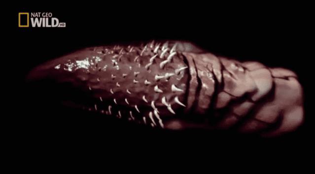 猫咪在交配的时候，究竟爽不爽？