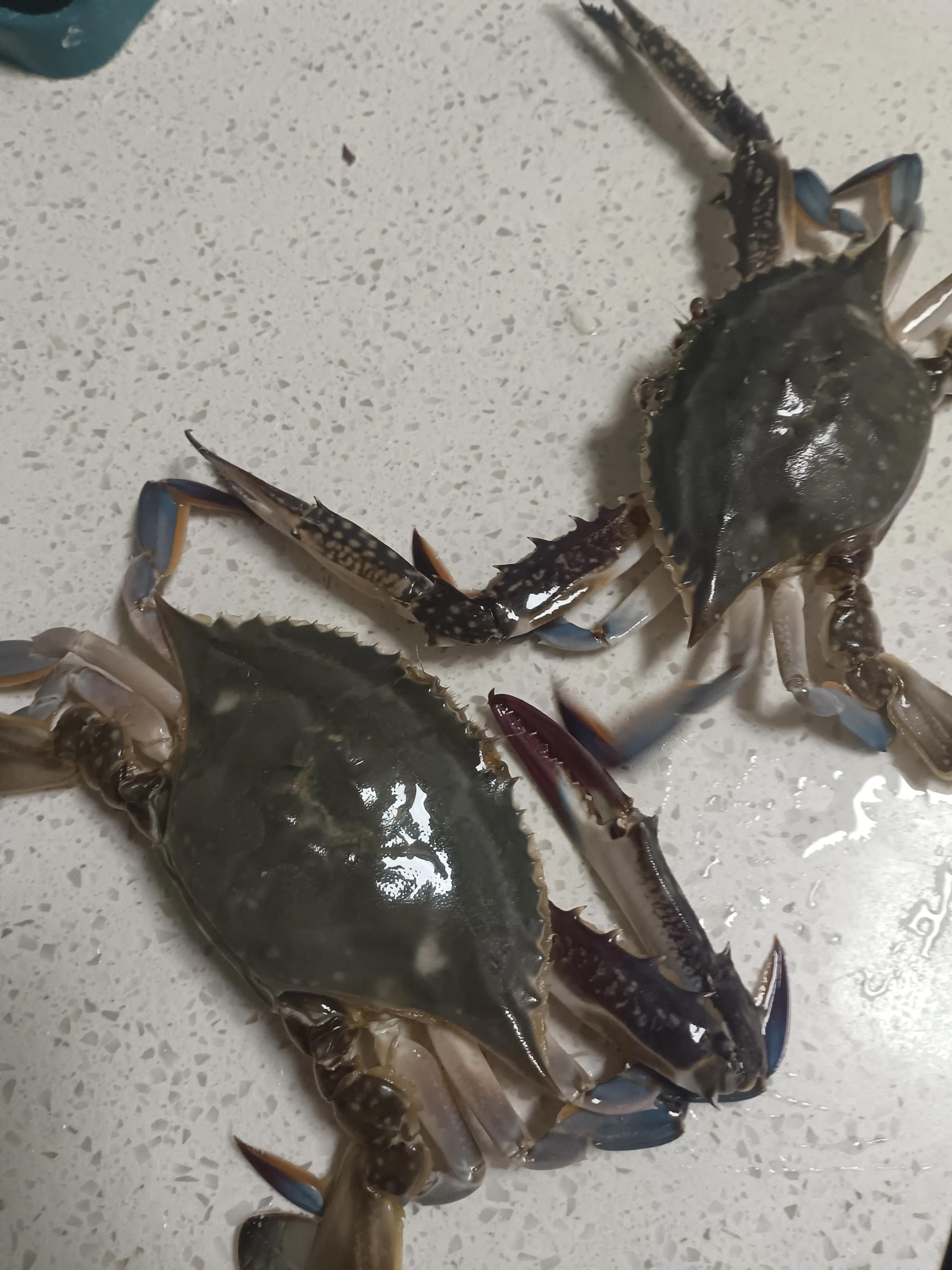 葱姜鲍鱼鸡翅螃蟹煲,葱姜炒螃蟹酒店做法