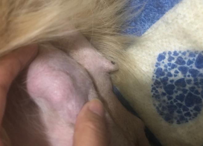 狗狗乳腺肿瘤溃烂怎么处理,狗狗乳腺囊肿和肿瘤的区别