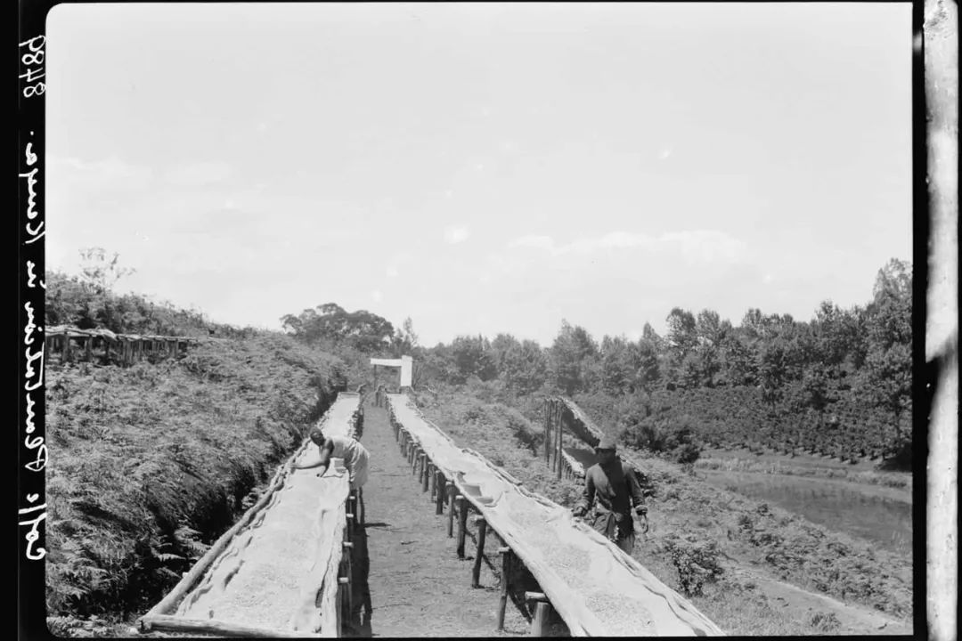 品种｜朝见波旁王朝