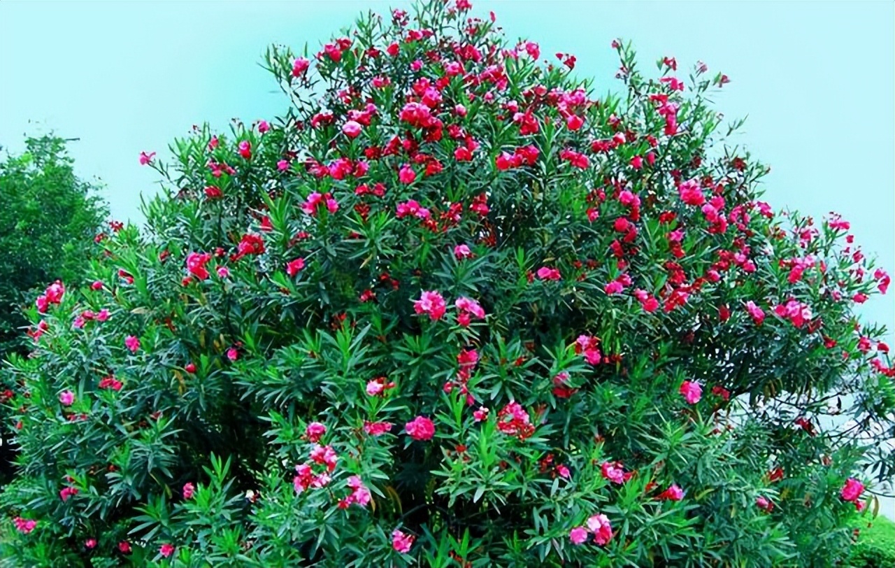 四种花只因太晦气，很少有人愿意养家里，换做是你，你会介意吗？