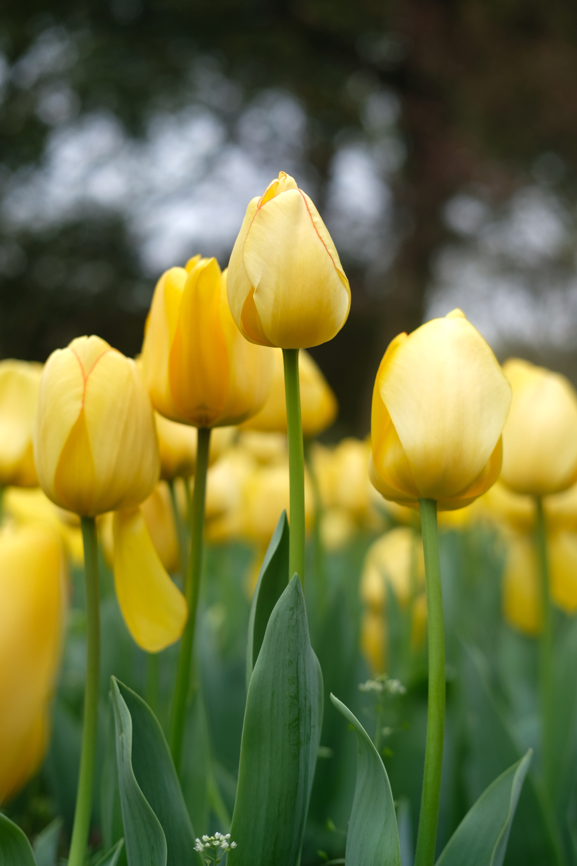 浦东鲜花港旅游景点攻略一日游,上海鲜花港旅游攻略