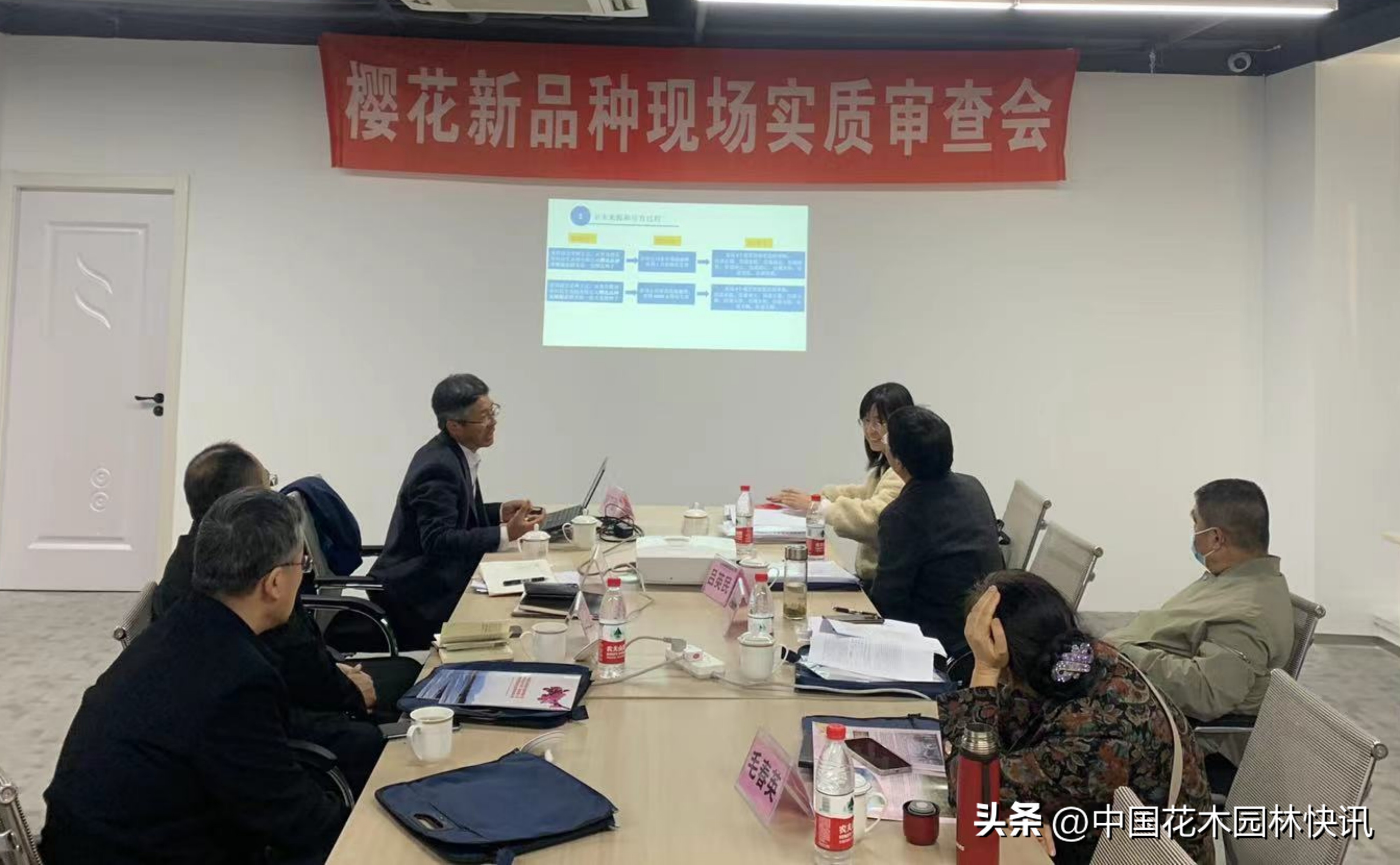 青岛樱桃谷樱花,青岛大崂樱花谷单樱