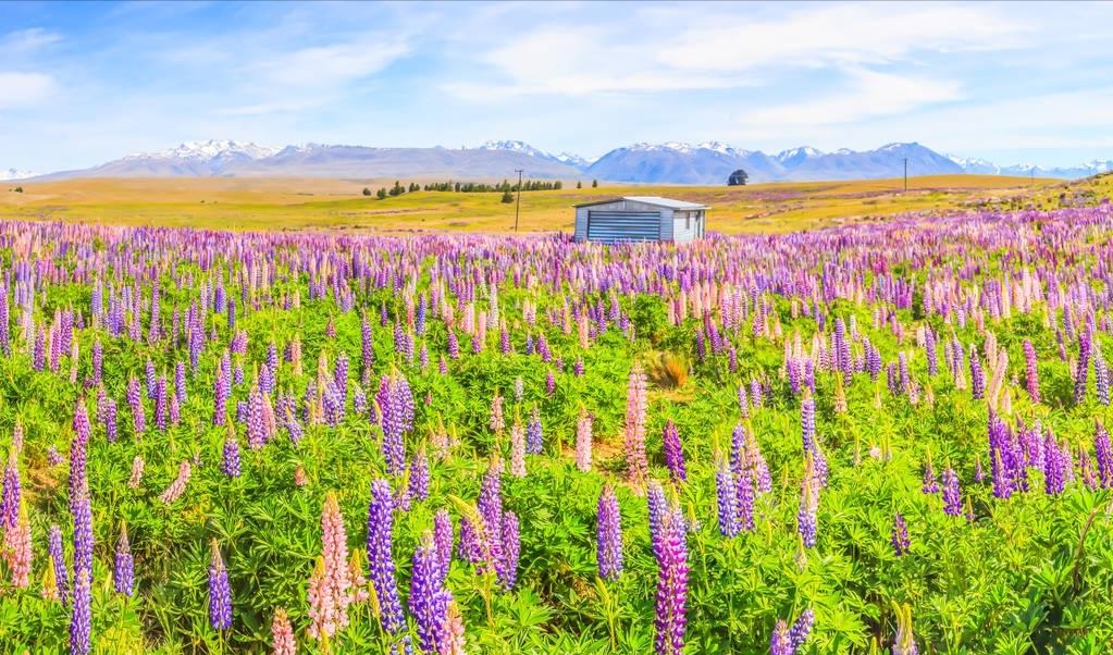 中国炒房团在海外有哪些操作,新西兰房产市场炒房最新政策