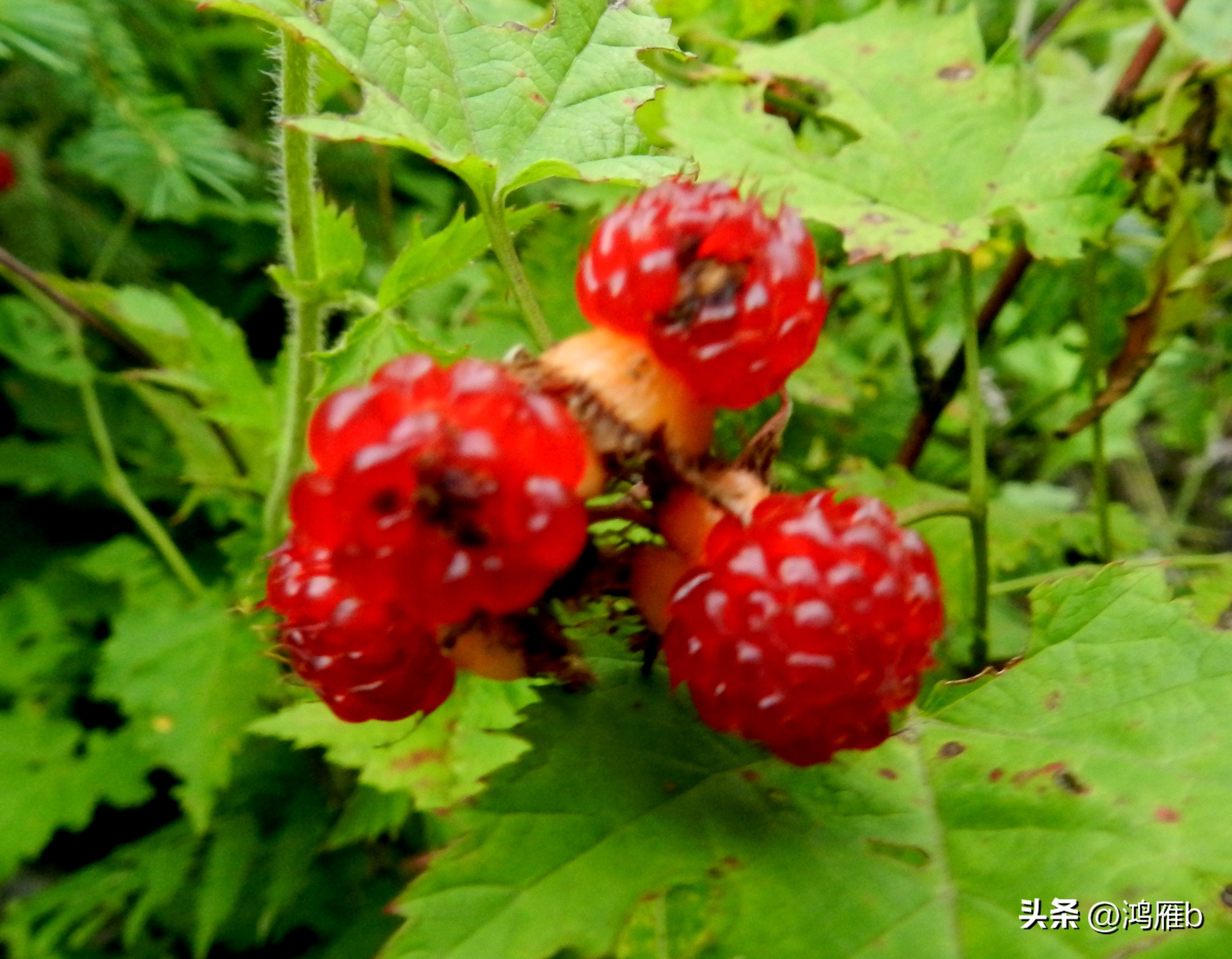 又到了吃薄荷的季节,又到了吃藕梢子的季节