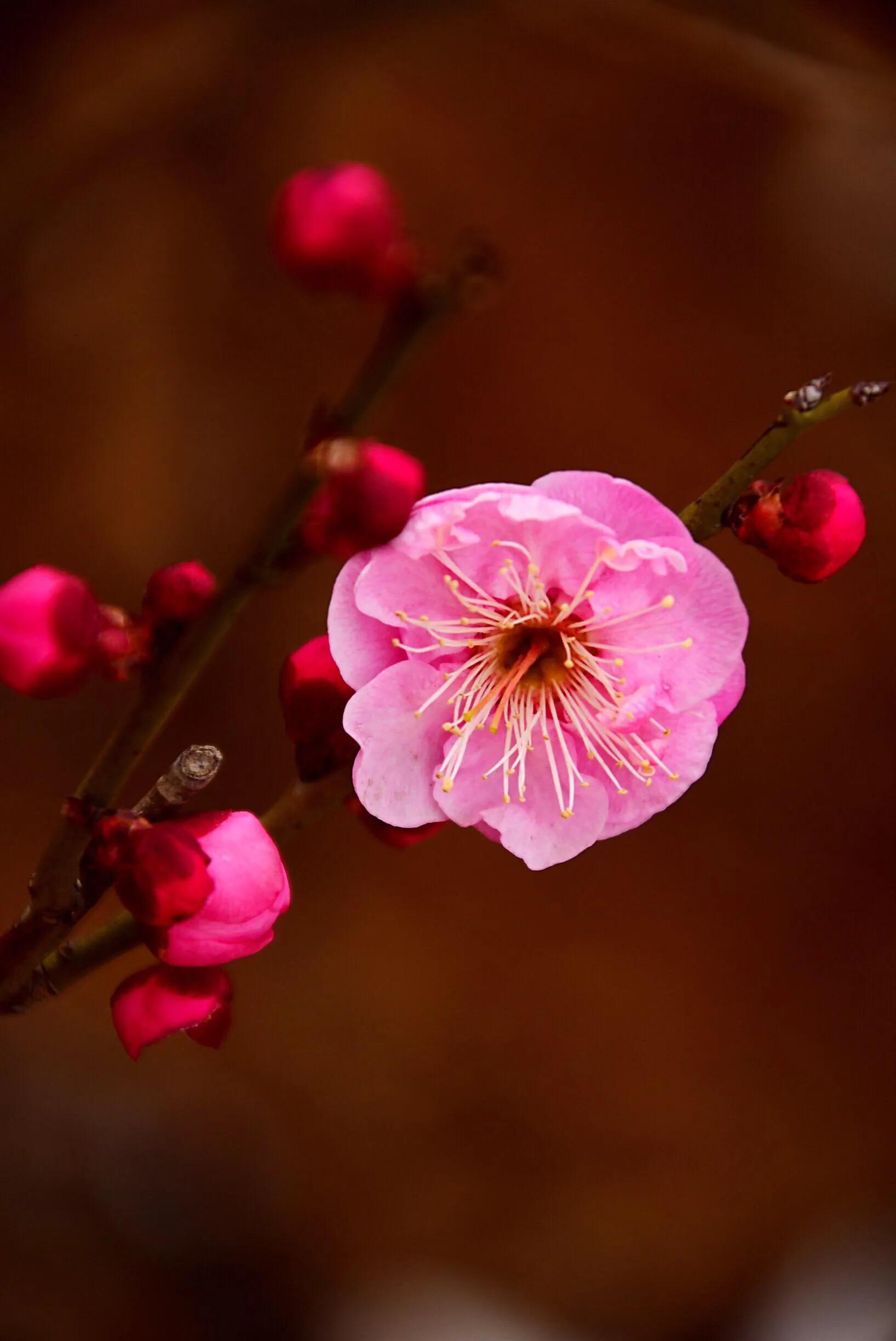 花卉摄影秋日的浪漫,花卉摄影春暖梅花开