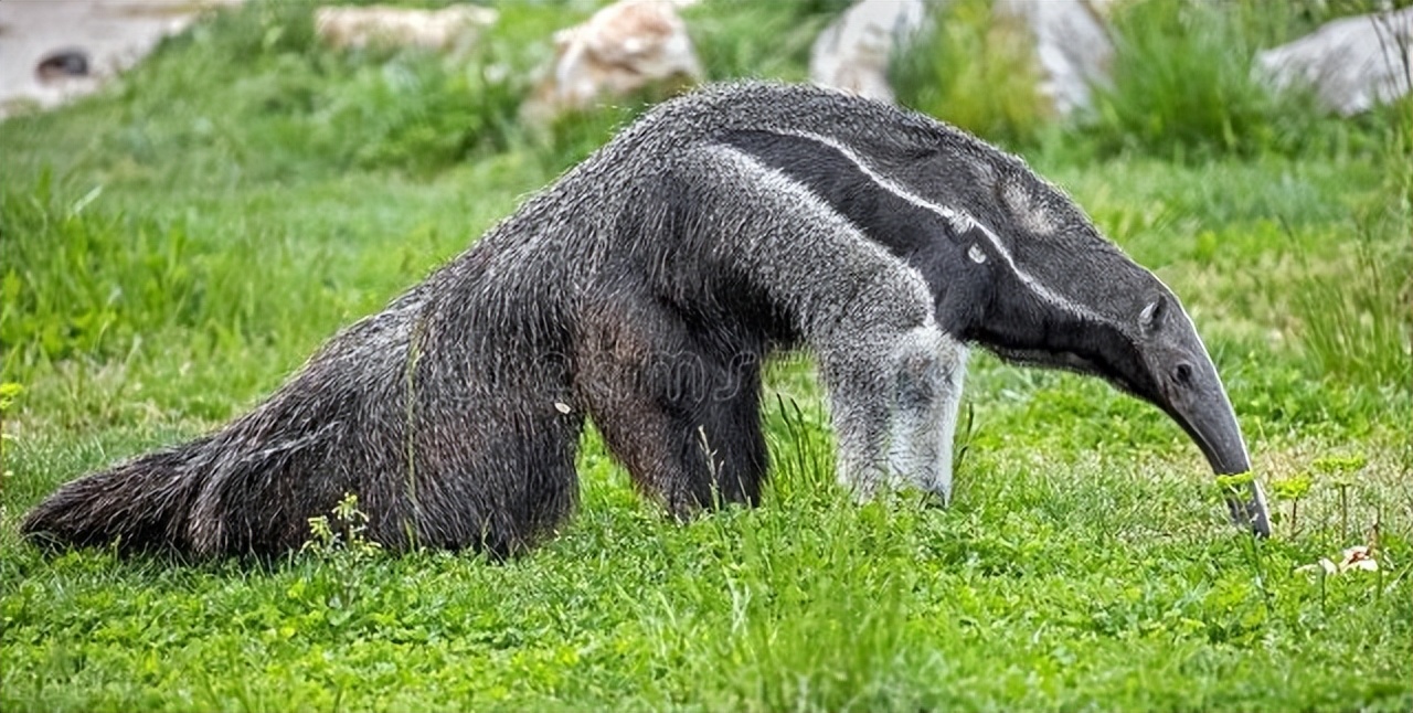如何饲养大黄蛉,如何饲养大鳄