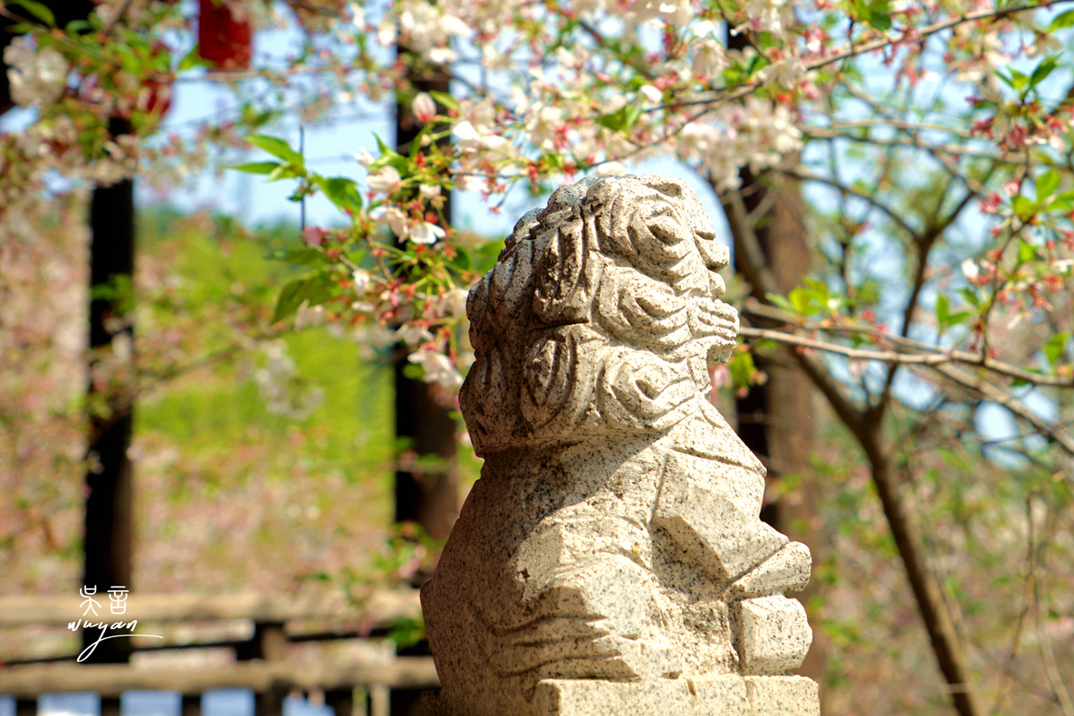 武汉看樱花半日游,武汉看樱花一日游