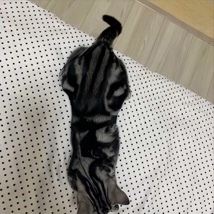 美短猫有哪些品种和优缺点,美短猫最好看能好看到什么程度