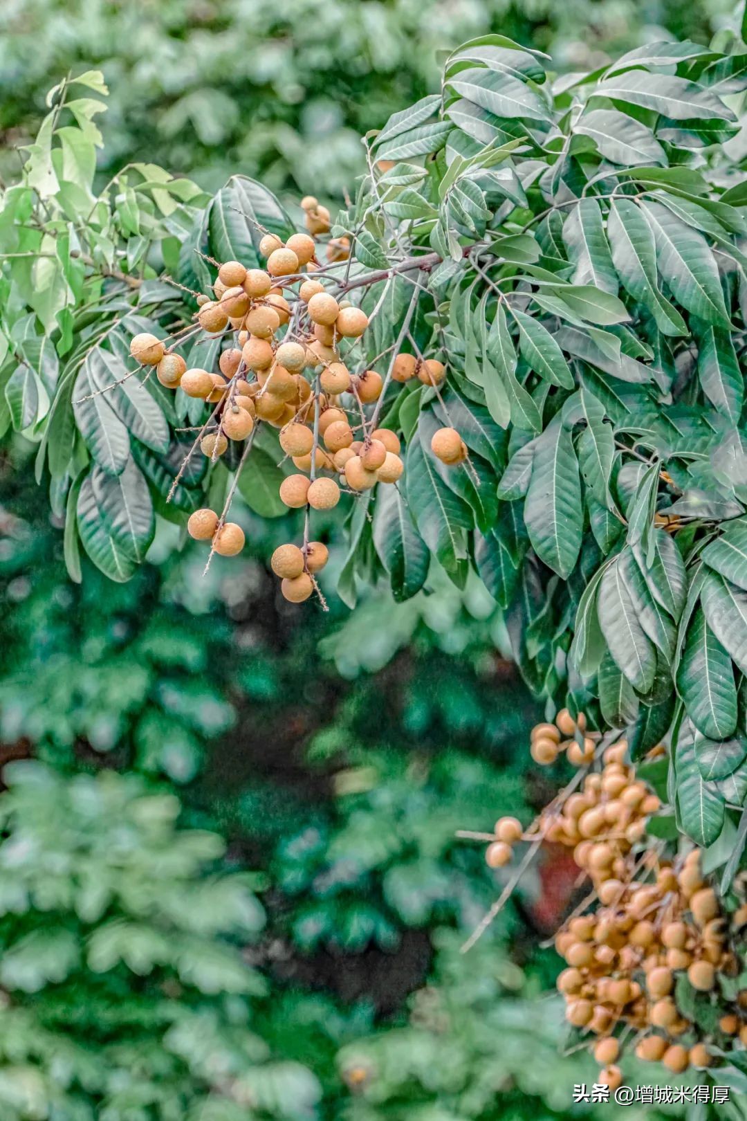 增城有什么自然风光和特产,增城著名的特色文化有哪些