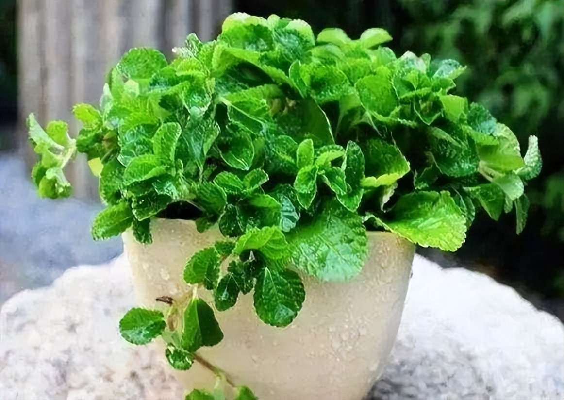 摆在家里最旺的十种花,什么花摆放卧室好养又好看